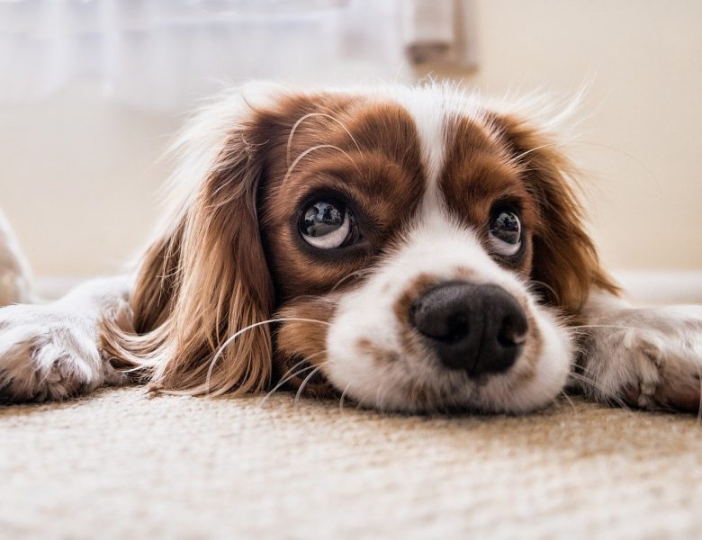 Des alternatives aux allergies saisonnières du chien