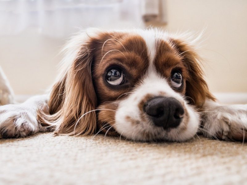 Des alternatives aux allergies saisonnières du chien