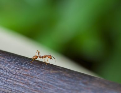 Quels sont les endroits préférés par les fourmis charpentières ?